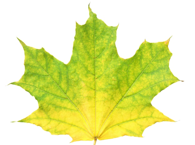 Feuille d'érable d'automne isolé sur fond blanc