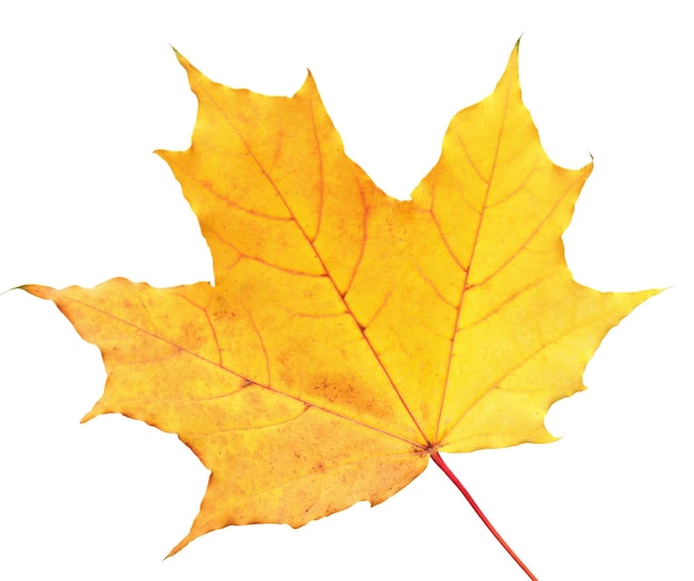 Feuille d'érable automne isolé sur fond blanc