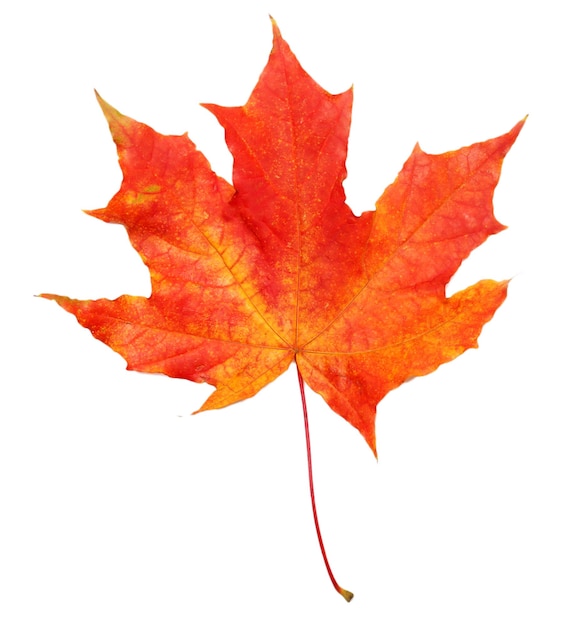 Une feuille d'érable d'automne isolée sur un fond blanc