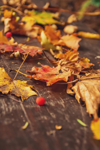 Feuille d'érable automne jaune beau fond d'automne