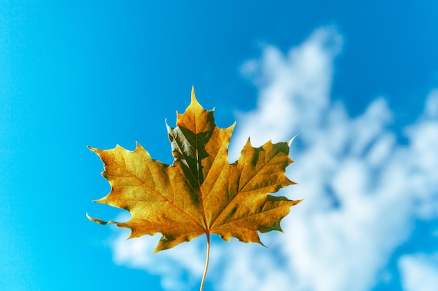 Feuille d'érable d'automne jaune contre le ciel nuageux bleu