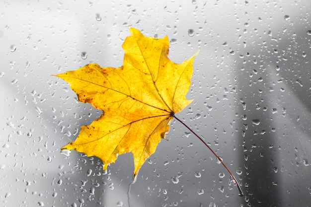 Feuille d&#39;érable automne jaune sur une fenêtre des pluies. Le concept des saisons d&#39;automne