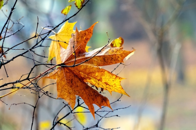 Feuille d'érable d'automne lumineuse dans la forêt