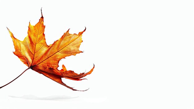 La feuille d'érable d'automne orange isolée sur un fond blanc Les veines du squelette de la feuille et le pétiole sont clairement visibles