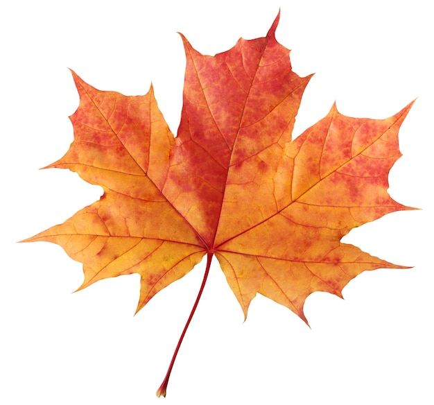 Une feuille d'érable d'automne rouge-orange.