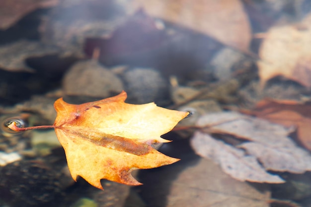 la feuille d'érable d'automne se trouve à la surface de l'eau