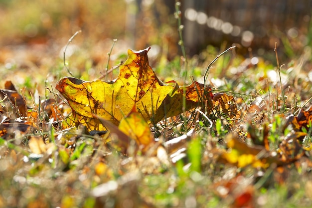 feuille d'érable d'automne sur le sol dans l'herbe