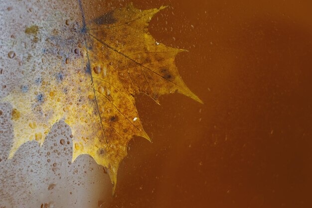 Feuille d'érable d'automne sur une surface en verre avec des gouttes de pluie d'eau sur un fond marron