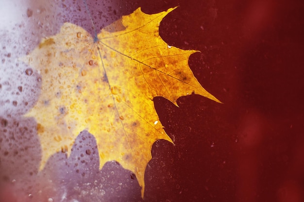 Feuille d'érable d'automne sur une surface en verre avec des gouttes de pluie d'eau sur un fond rouge