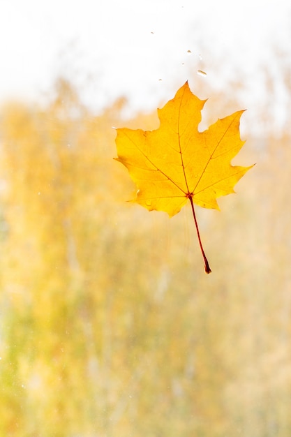 Feuille d'érable automne sur le verre avec des gouttes d'eau