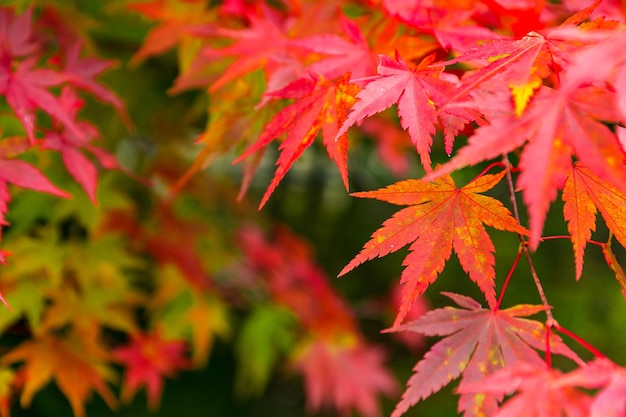 Feuille d&#39;érable d&#39;automne