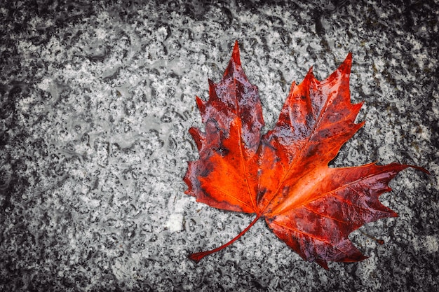 Feuille d'érable d'automne