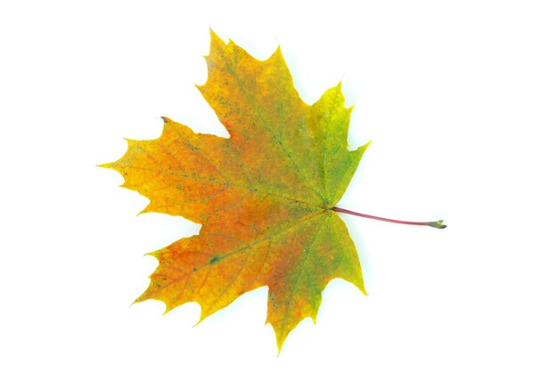 Feuille d&#39;érable d&#39;automne