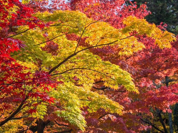 Feuille d&#39;érable coloré dans le parc en automne.