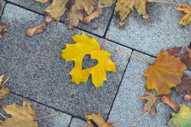 La feuille d'érable créative se trouve sur le chemin du parc