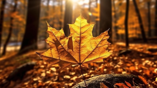 Une feuille d'érable dans les bois avec le soleil qui brille dessus.