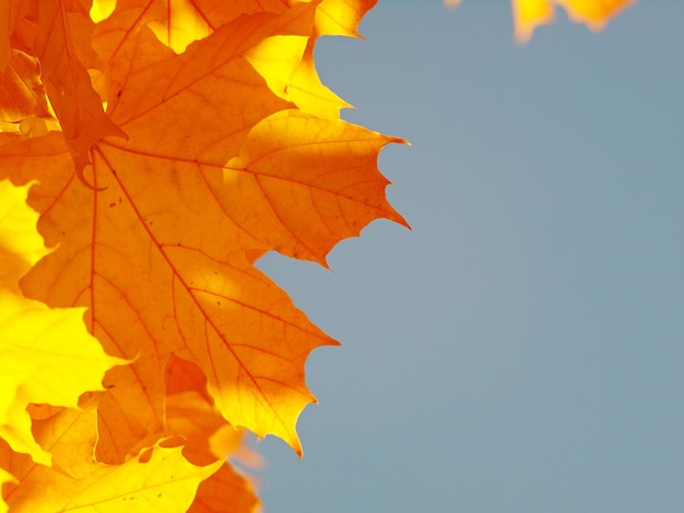 Photo une feuille d'érable dorée contre un ciel bleu ensoleillé à l'automne chaud