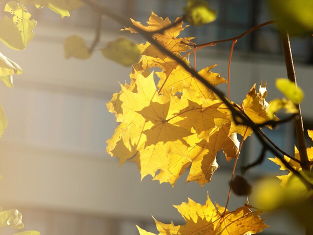 Photo une feuille d'érable dorée contre un jour ensoleillé