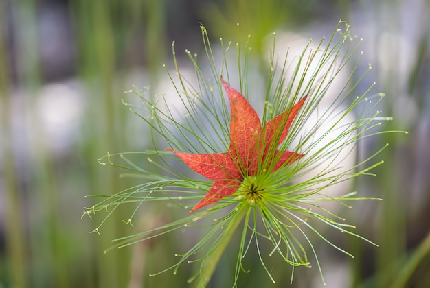 Feuille d'érable sur la fleur d'herbe