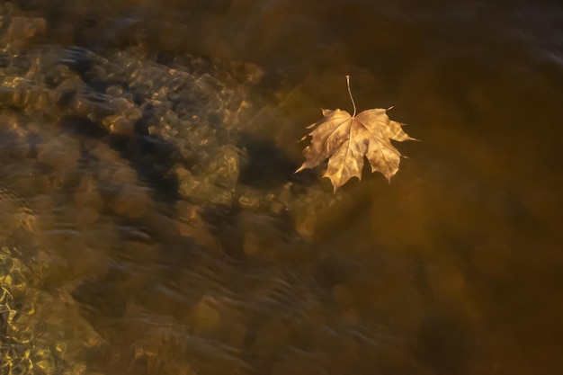 Feuille d'érable flottant dans l'eau