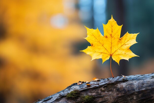 Une feuille d'érable jaune sur un arbre dans la forêt de près