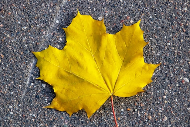 Feuille d'érable jaune sur l'asphalte se bouchent