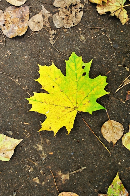 Feuille d'érable jaune. L'automne, une feuille d'érable est tombée sur l'asphalte. Feuille jaune sur fond gris.