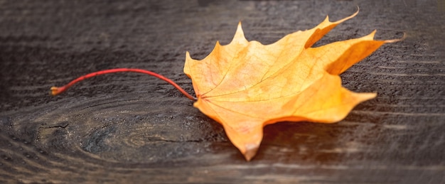 Feuille d'érable jaune en automne sur la surface brune humide de l'arbre