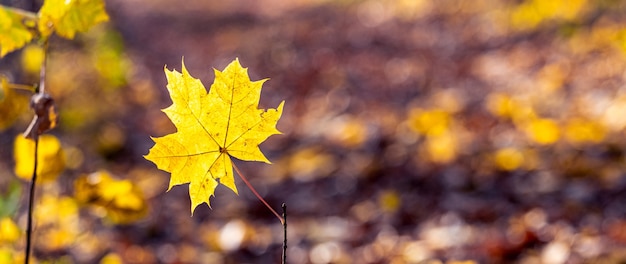 Feuille d'érable jaune close up en forêt sur fond flou, fond d'automne, copy space