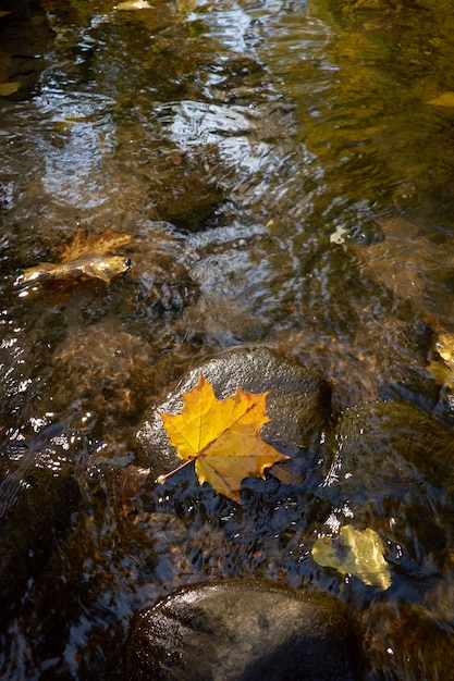Feuille d'érable jaune couchée sur la pierre de la rivière.