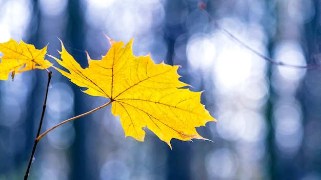 Feuille d'érable jaune dans la forêt sur un arrière-plan flou bleu