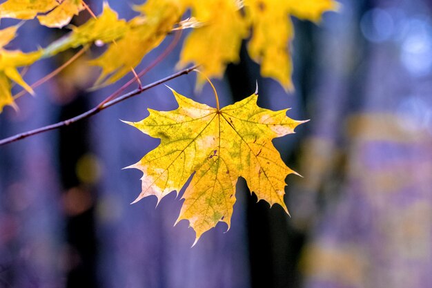 Feuille d'érable jaune dans la forêt sur fond d'arbres