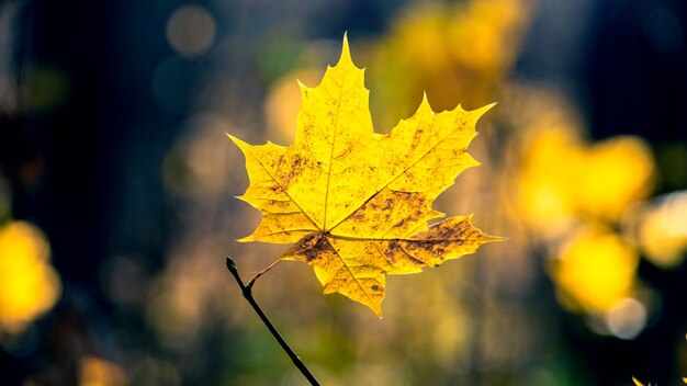 Feuille d'érable jaune dans la forêt sur un fond sombre d'automne. Forêt d'automne