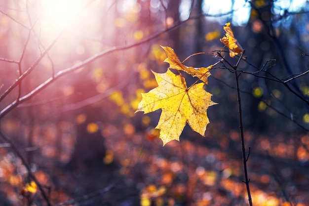 Feuille d'érable jaune dans la forêt sur un fond sombre par temps ensoleillé