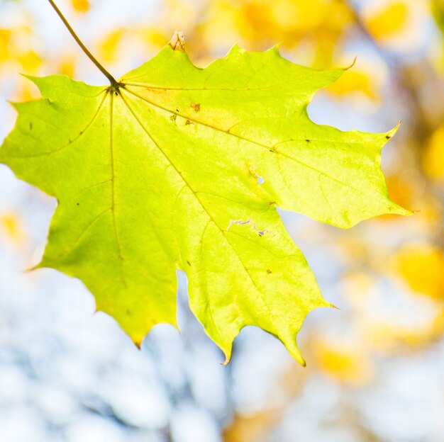 Feuille d'érable jaune dans le parc coloré d'automne