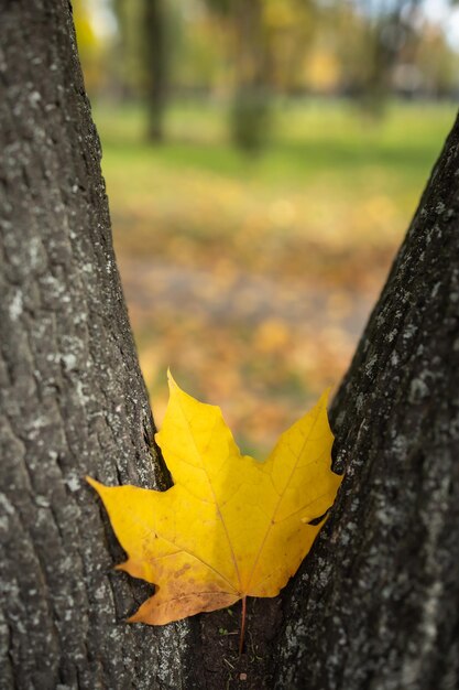 Feuille d'érable jaune entre un tronc d'arbre fourchu