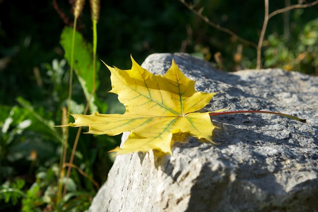 la feuille d'érable jaune est allongée sur un gros rocher au soleil