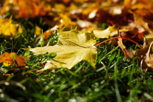 une feuille d'érable jaune est allongée sur l'herbe verte parmi les feuilles d'automne colorées