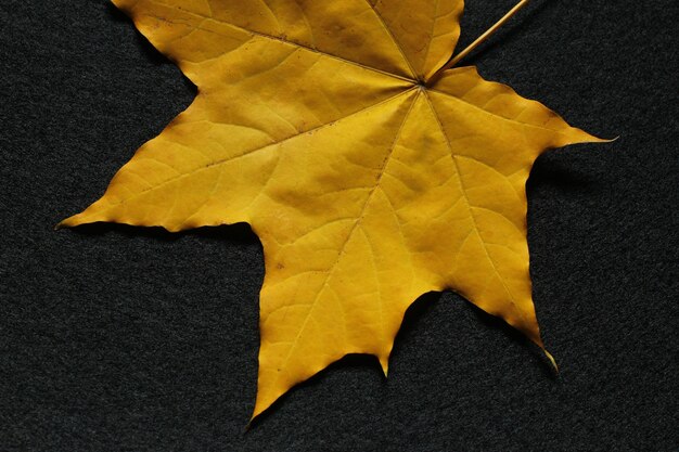 Feuille d'érable jaune sur fond noir