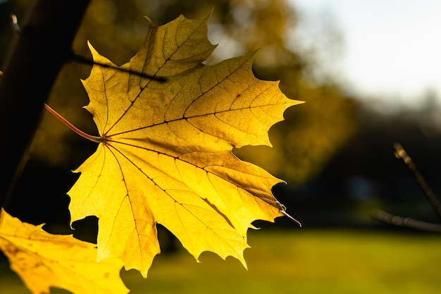 Feuille d'érable jaune Naturel automne arrière-plan Horizontal photo