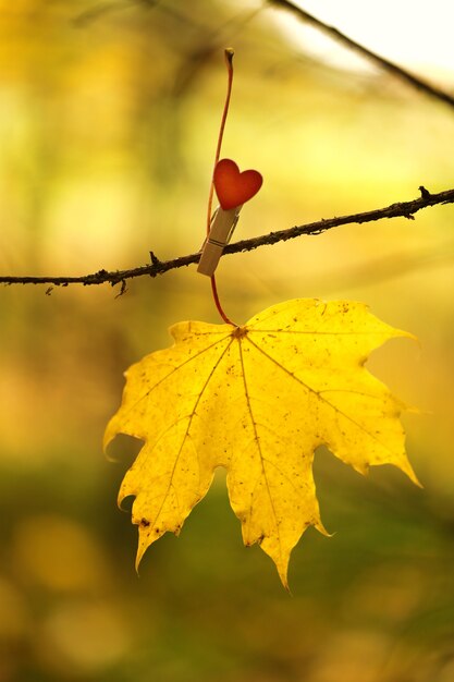 Feuille d'érable jaune sur une pince à linge avec un coeur