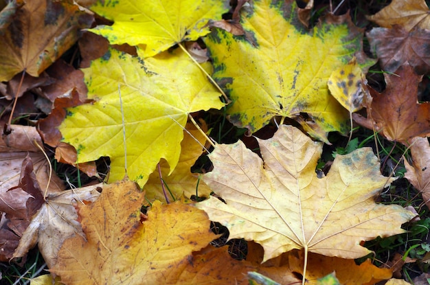 Feuille d'érable jaune sur le sol en automne soleil