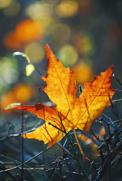 Feuille d'érable jaune sur le sol en automne soleil