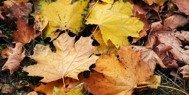 Feuille d'érable jaune sur le sol en automne soleil