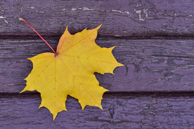 Feuille d&#39;érable jaune tombé sur un banc de parc, automne, gros plan