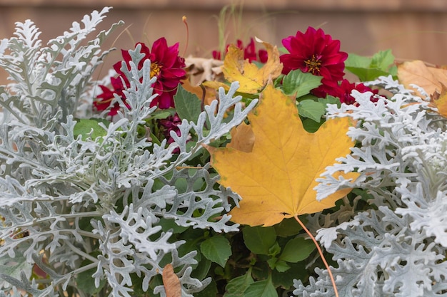 Une feuille d'érable jaune tombée entre la plante Jacobaea maritima et une fleur rouge en automne