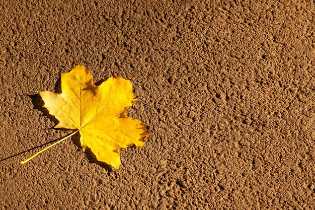 Feuille d'érable jaune tombée sur le fond de la chaussée avec espace de copie.