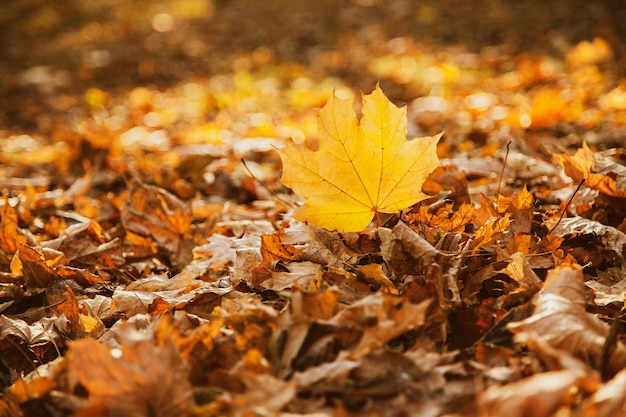 La feuille d'érable jaune tombée sur le fond des feuilles tombées est mise en évidence par le soleil couchant dans le parc, espace de copie