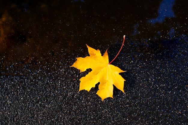 Feuille d'érable jaune tombée sur le sol