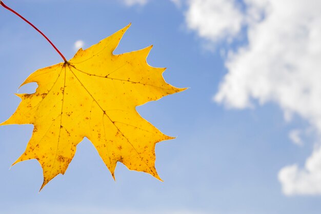 Une feuille d'érable jaune vif sur un fond de ciel bleu